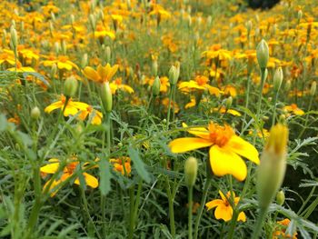 Close-up of yellow crocus flowers blooming on field