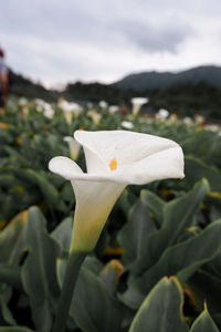 Close-up of white rose flower