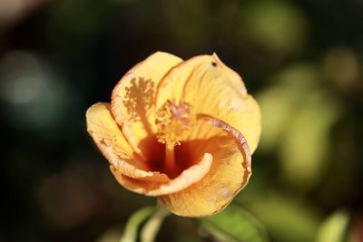 Close-up of orange rose flower