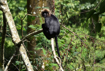 Monkey in a forest