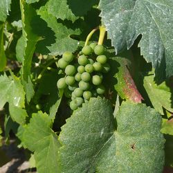 Close-up of grapes growing in vineyard