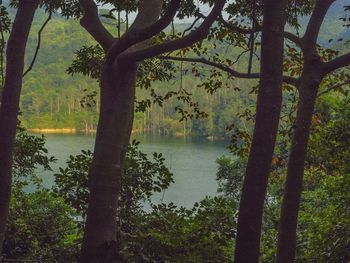 Reflection of trees in lake