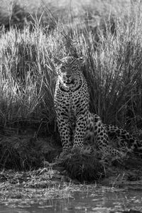 Leopard on field