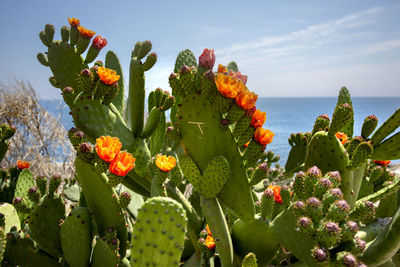 Close-up of succulent plant by sea against sky