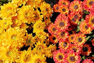 Close-up of yellow flowering plants