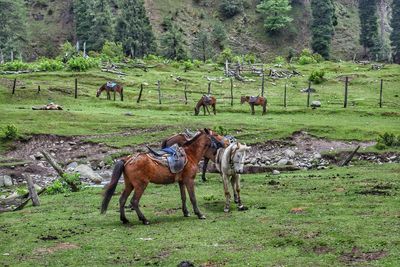 Horses on field against trees