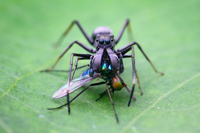 Close-up of spider