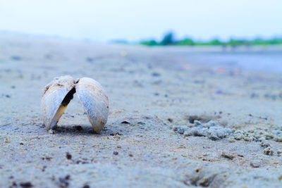 Close-up of shell on beach