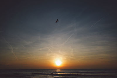 Silhouette bird flying over sea against sky during sunset