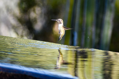 Close-up of a bird