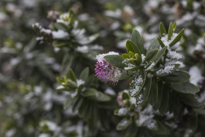 Close-up of purple flowering plant