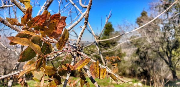 Close-up of dry leaves on branch against sky