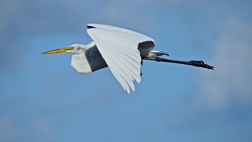 Side view of egret flying against blue sky