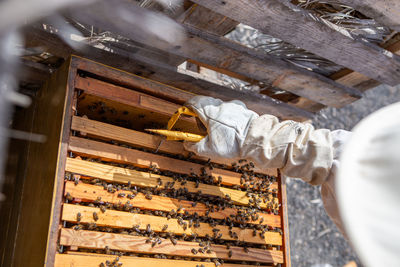 Close-up of bumblebee