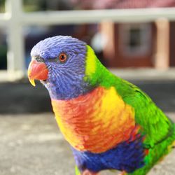 Close-up of parrot perching on branch