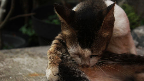 Close-up of cat relaxing outdoors