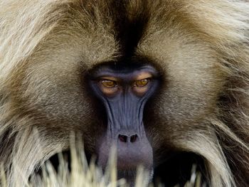 Portrait of gelada monkey theropithecus gelada semien mountains, ethiopia. 