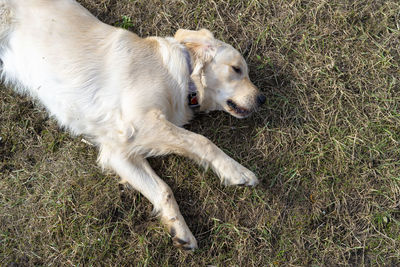 A young male golden retriever lies in the grass and gnaws a piece of a root.