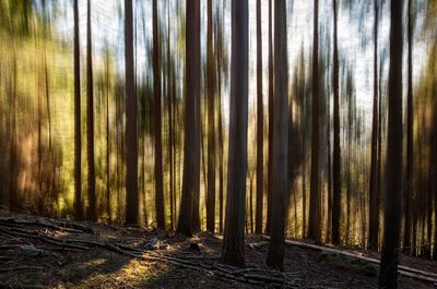 Trees in forest