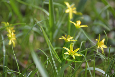 Close-up of flowering plant on field