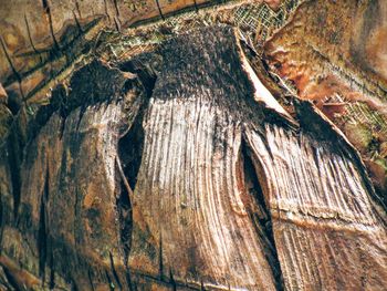 Full frame shot of tree trunk