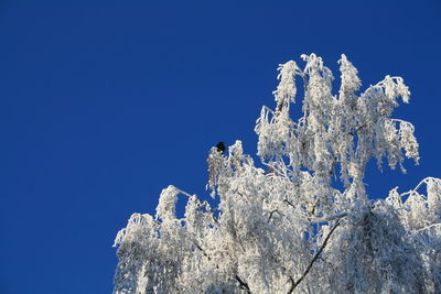 Low angle view of tree against clear blue sky