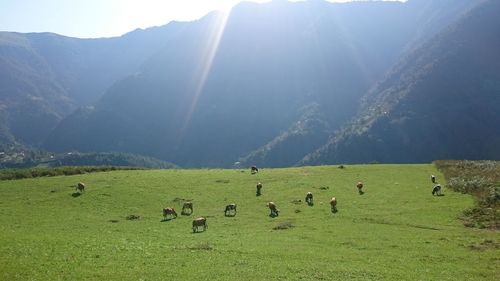 Flock of sheep grazing in a field