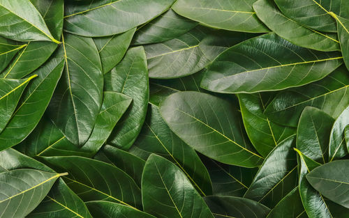 Full frame shot of leaves