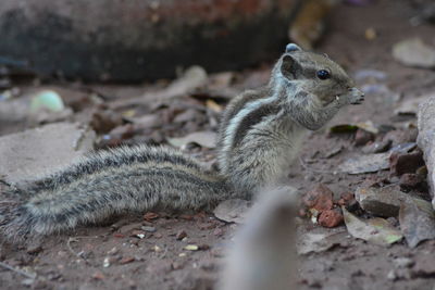 High angle view of squirrel on field