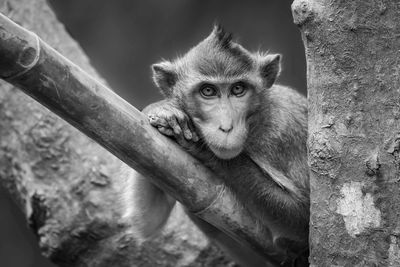Mono long-tailed macaque leaning head on paws