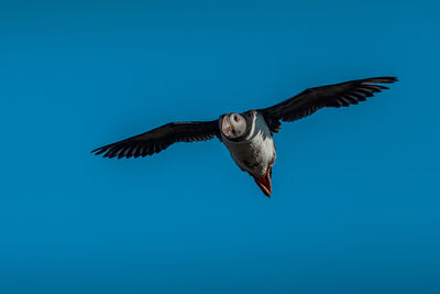 Low angle view of bird flying against clear blue sky