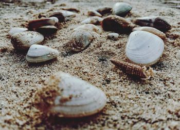 Close-up of crab on sand