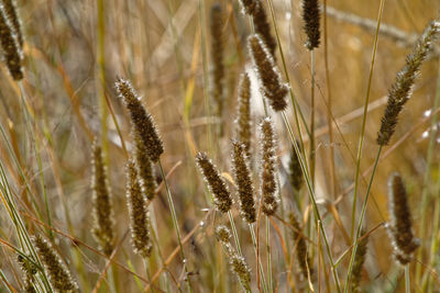 Close-up of wheat growing on field