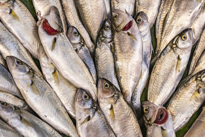 Fresh fishes for sale in fish market