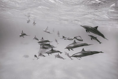 Woman snorkeling with fishes underwater