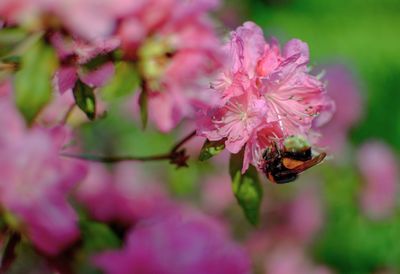 Close-up of bee pollinating on pink flower