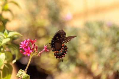 Close-up of butterfly pollinating on flower