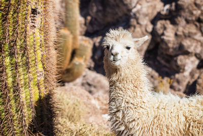 Portrait of llama standing by cactus on field