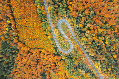 High angle view of yellow flowering plants