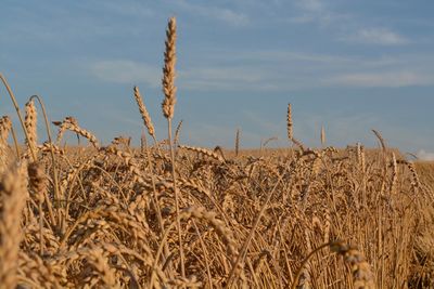 Close up of crop in field