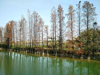 Scenic view of river in forest against sky