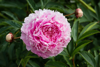 Close-up of pink peony flower