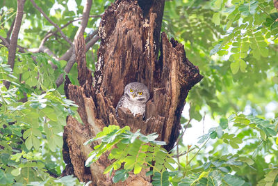 View of a tree in nest