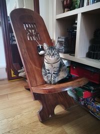 Cat on table at home