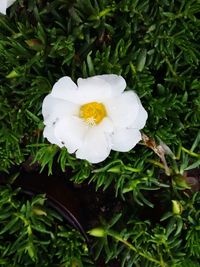 Close-up of white flower
