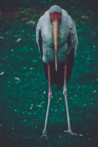 Close-up of a bird