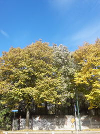 Trees against clear blue sky