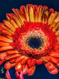 Close-up of orange gerbera daisy