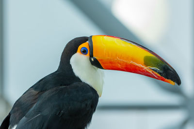 Close-up of bird perching