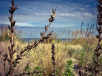 Plants growing on field against sky